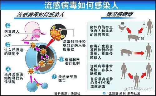 æµæ„Ÿä¸Žæ–°å† ç—…æ¯'çš„åŒºåˆ« çŸ¥ä¹Ž
