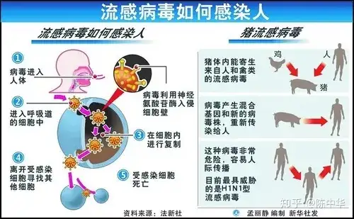 流感与新冠病毒的区别