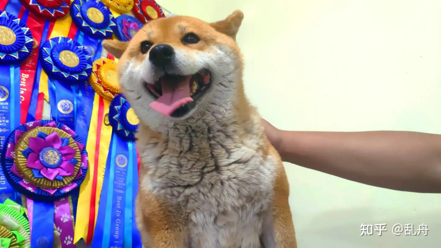 柴犬幼犬的正确饲养方法 幼犬从出生到六个月要注意饮食 知乎