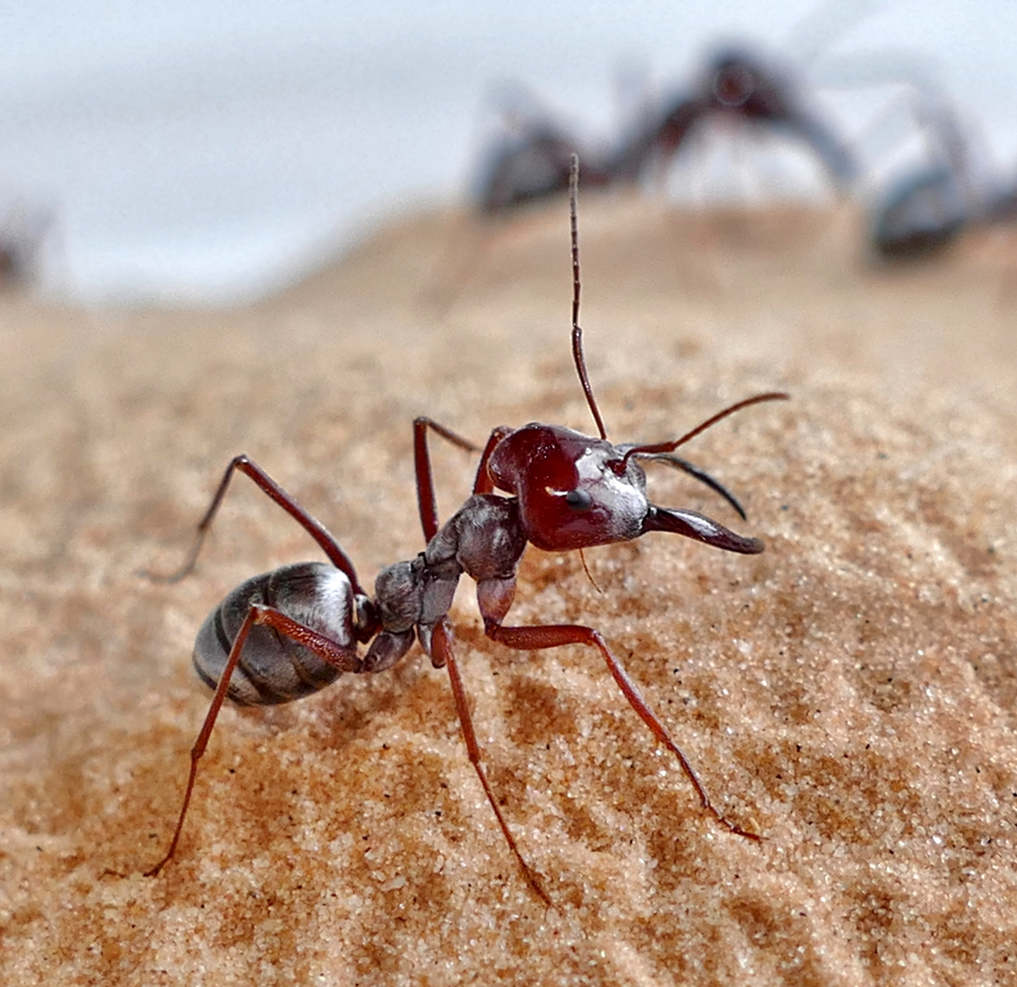 世界上跑得最快的蚂蚁 每秒85 5厘米 知乎
