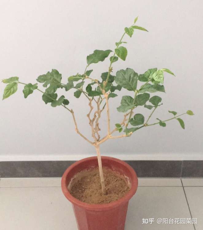 养茉莉栀子花 千万别用2种土 用了就黄叶 养一盆死一盆 知乎