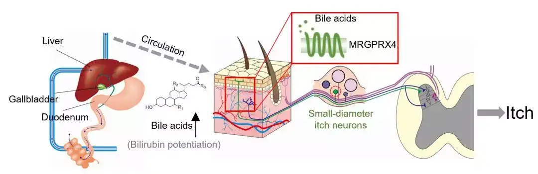 ドニケル臨床精神薬理学 (shin-