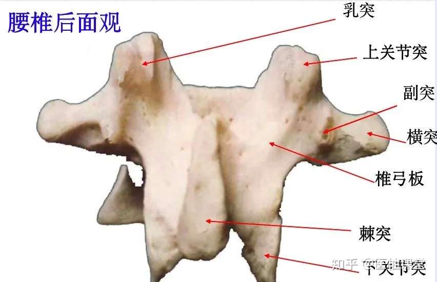 脊柱超详细解剖 高清图文版 知乎