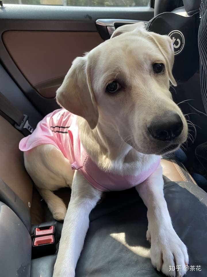 六个月拉布拉多