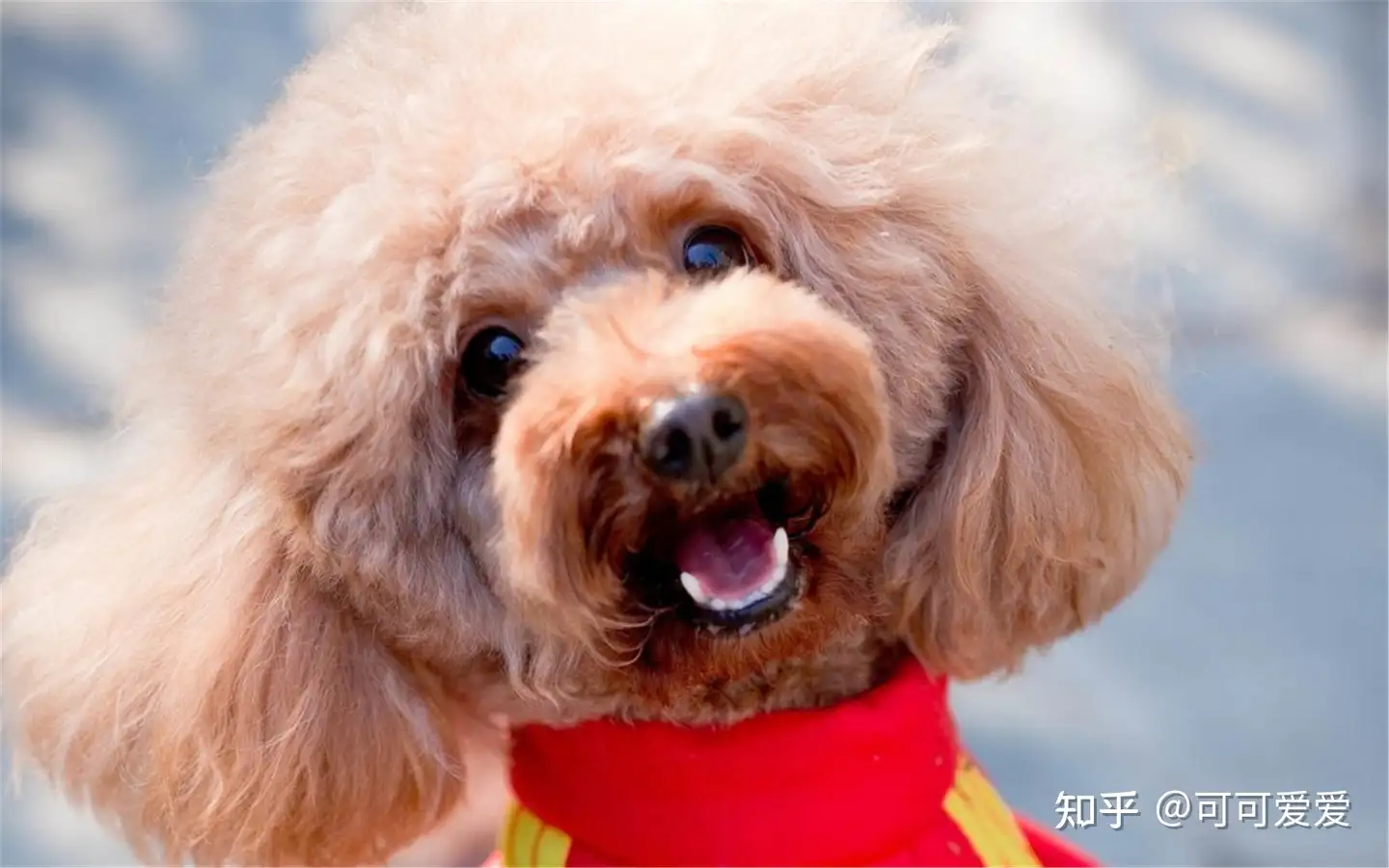 泰迪犬口臭很严重 是什么原因导致的 知乎