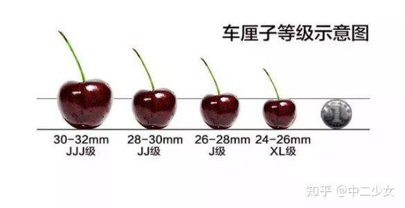 大樱桃车厘子价格