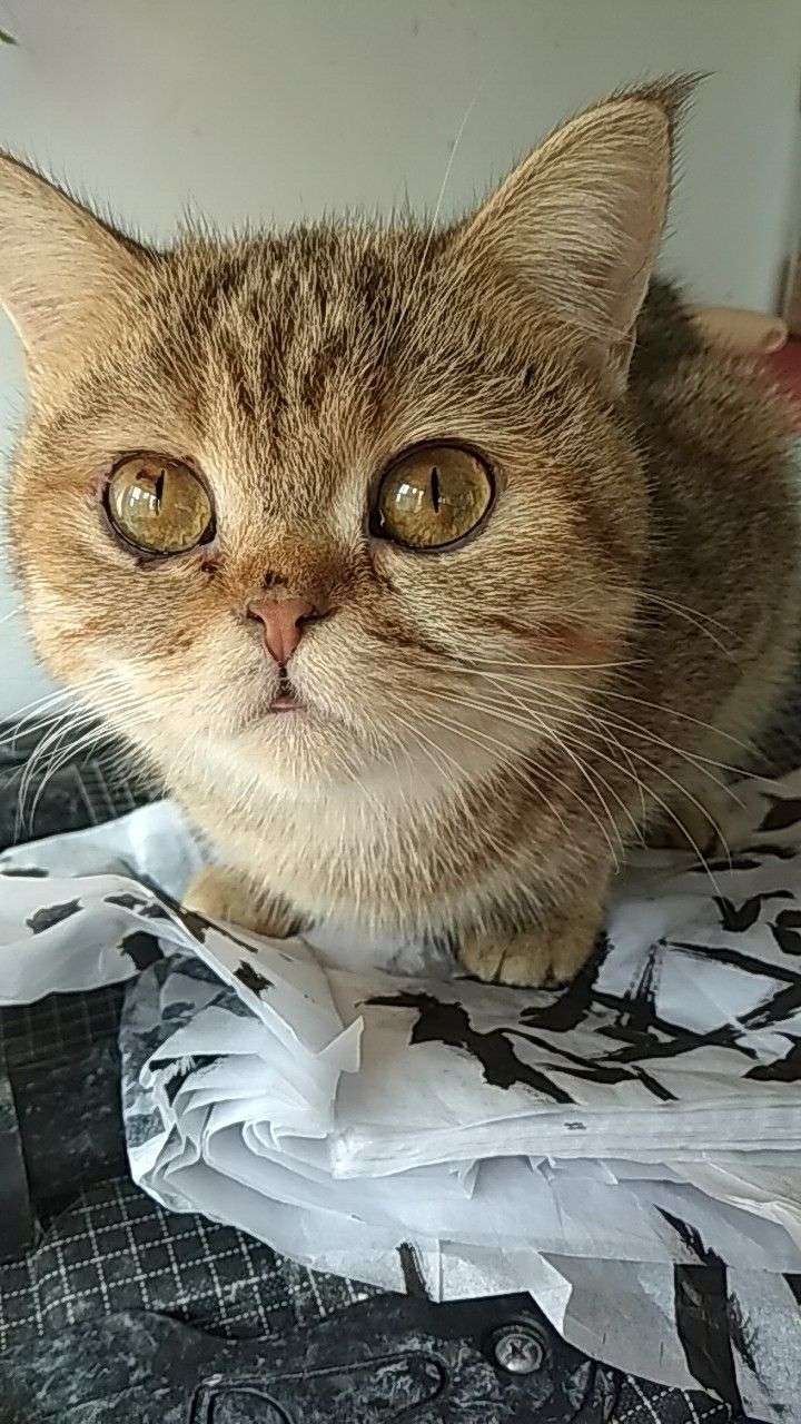 猫咪耳朵猫藓的样子,猫咪耳朵上长猫藓图片,猫藓耳朵症状图片(第7页)_大山谷图库