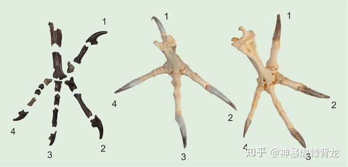 6000万年前化石研究发现古老猫头鹰的脚爪与现代猫头鹰完全不同