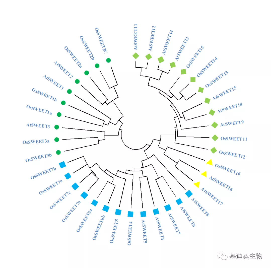 如何轻松画出好看的蛋白进化树 知乎