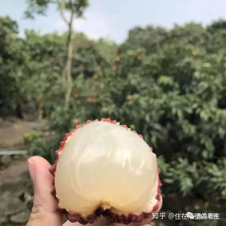 海南荔枝王这就是你要找的超大甜荔枝