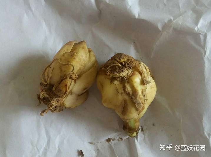 蓝妖 百合花后怎么处理 这样做 长一堆小球 来年开花更多 知乎