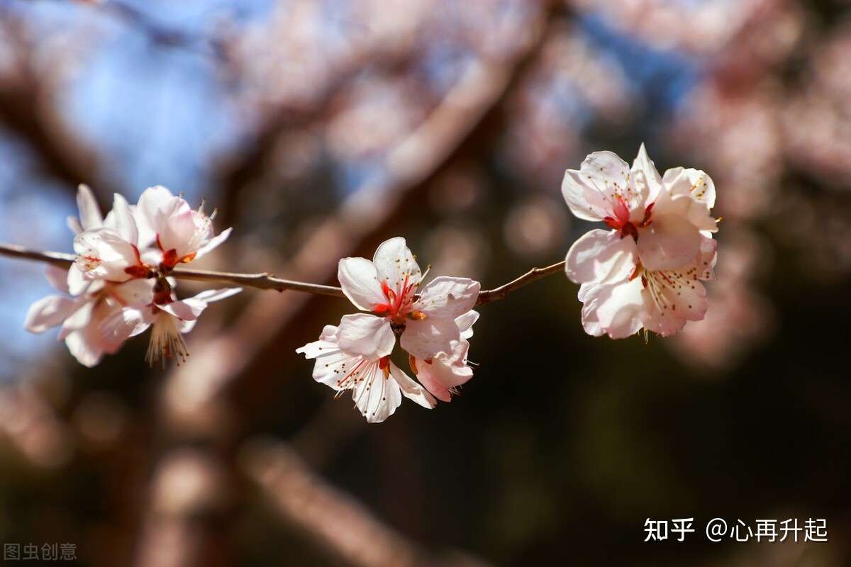 伤感文字 花开花落终有时 相逢相聚本无意 知乎