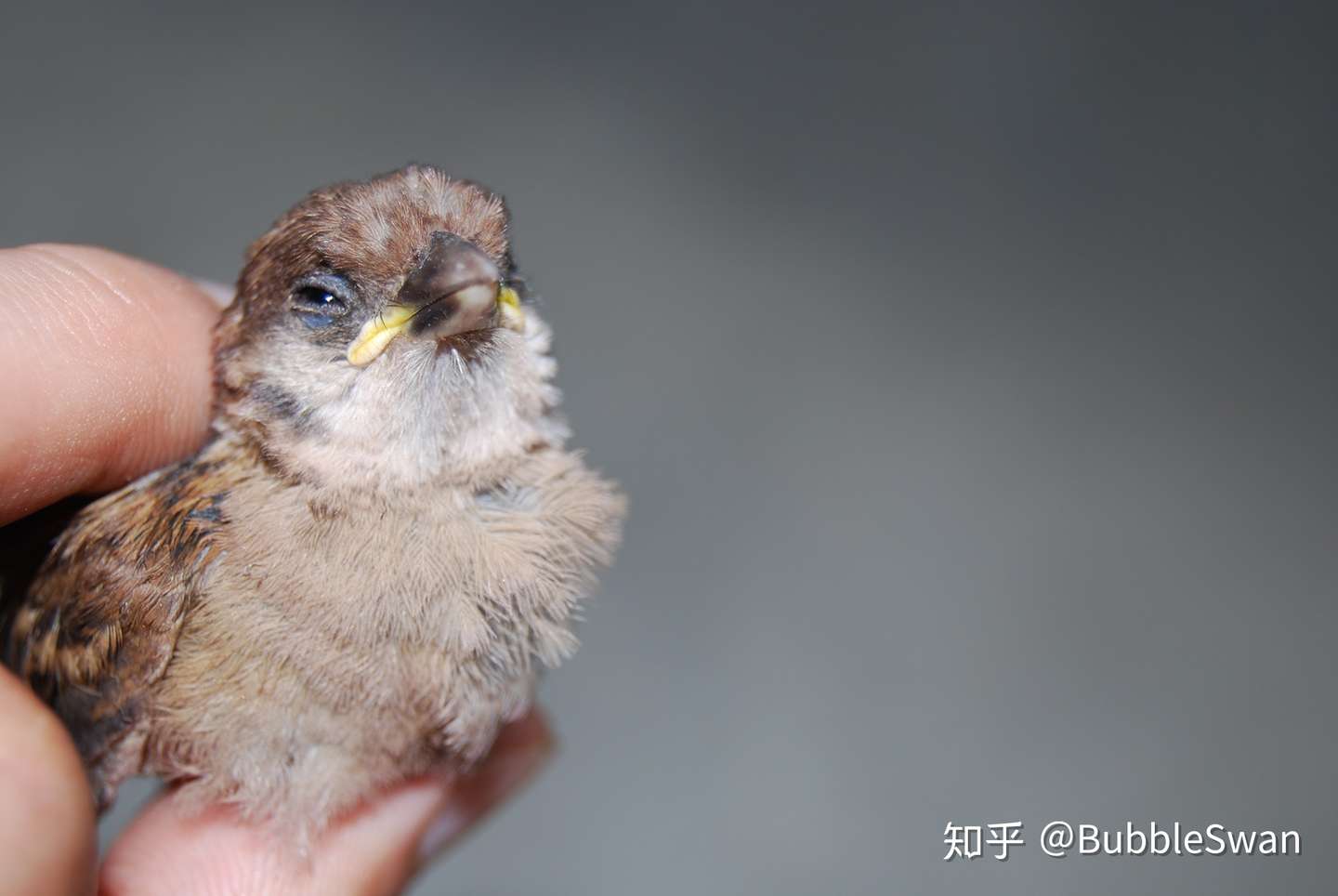 曾有这么一只麻雀 把人类当成了家 知乎