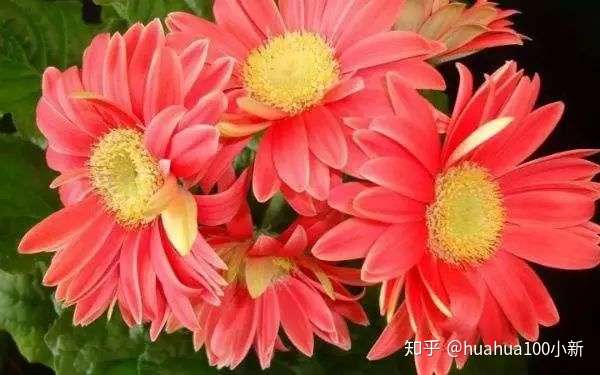 花束黄金配角之 菊花 知多少 知乎