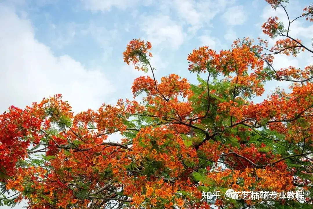 花材小知识 凤凰花的花语及文化 知乎