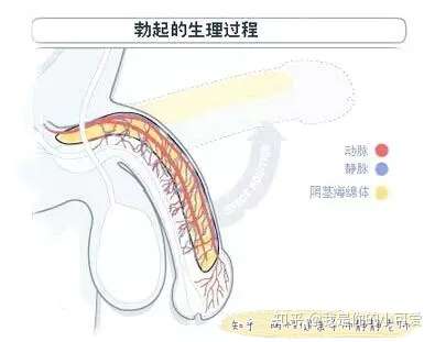 导致丁丁中途疲软的原因是什么