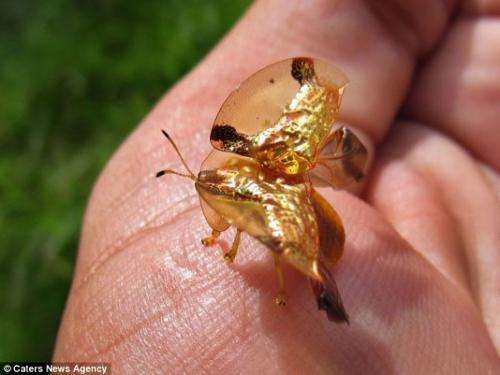 头是绿色,翅膀是金色且透明?