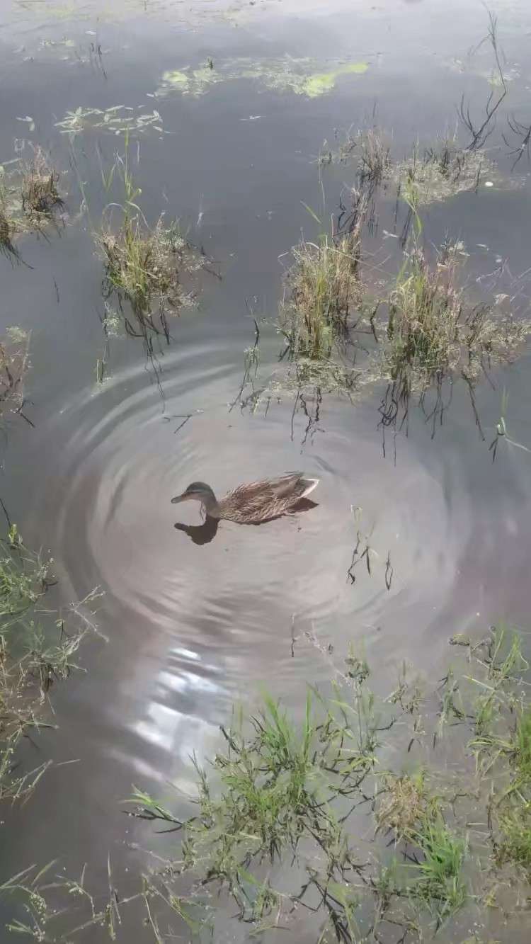 橫掃牛鬼蛇神 的想法: #手機攝影# 新疆喀納斯動物組圖(二) - 知乎