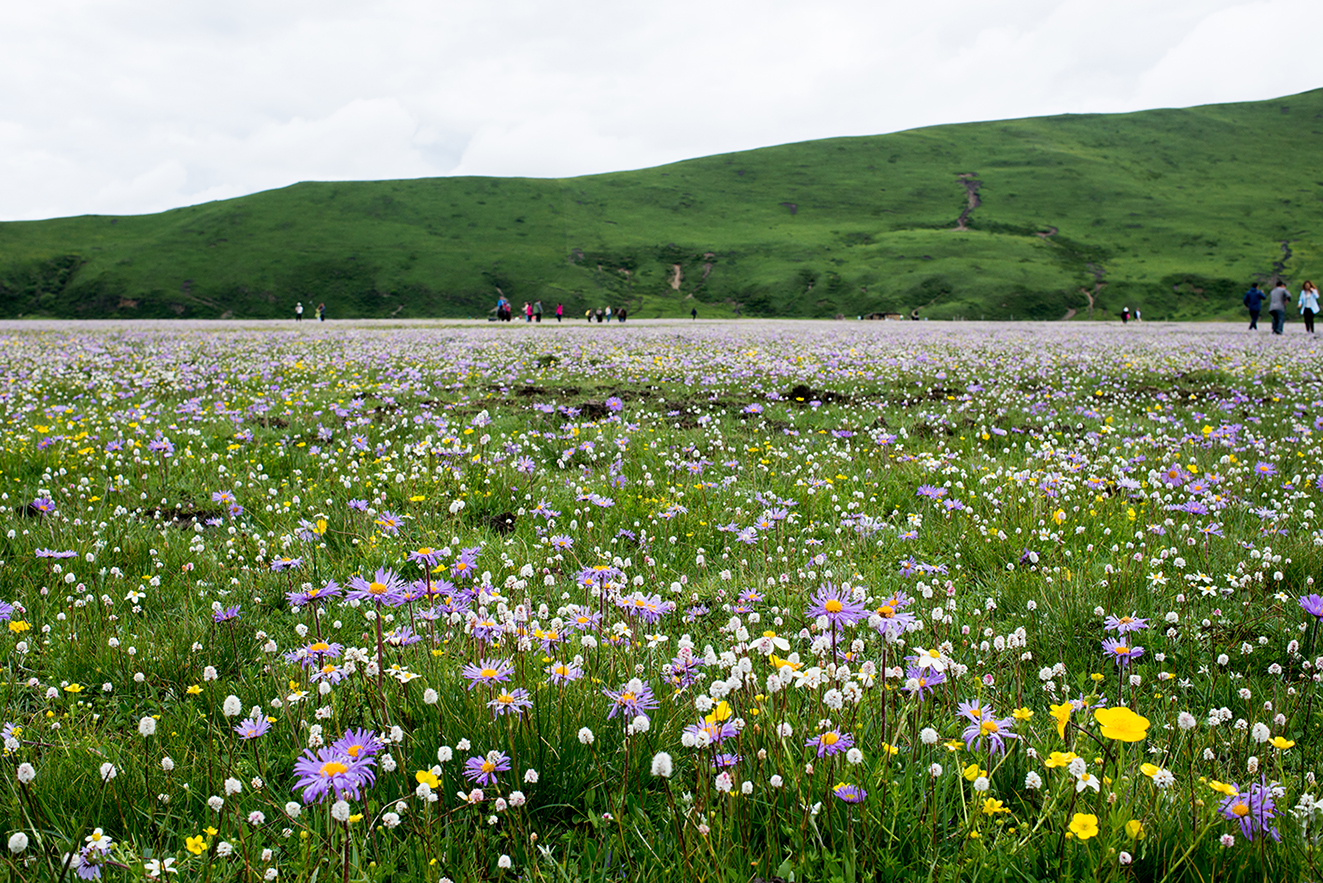 藏在格桑赫美中的爱 知乎