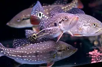 关于皇冠三间眼点丽鱼养鱼新手不妨了解下