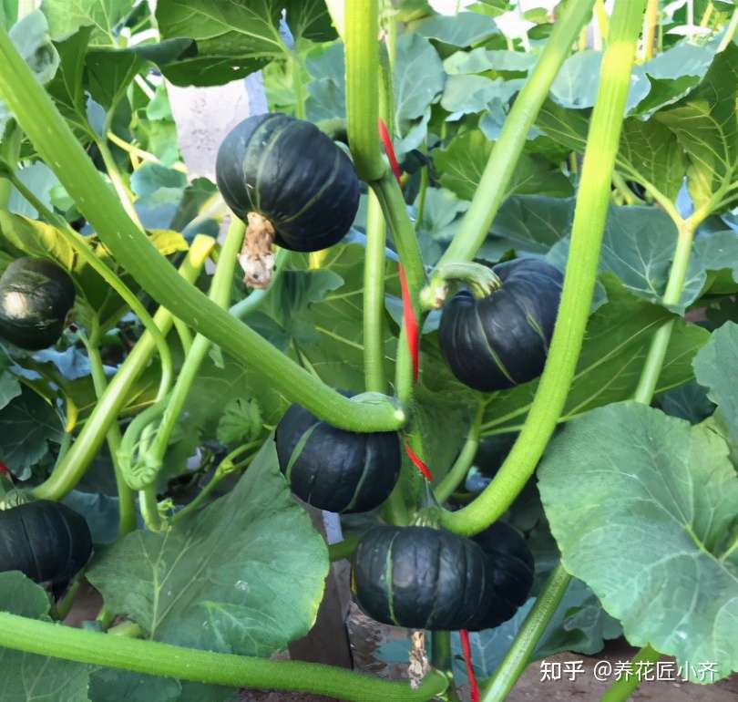 网红 贝贝南瓜 阳台也能盆栽 掌握几 要点 一棵结果几十个 知乎