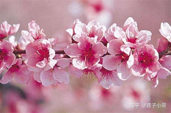 春天有什么花开 论述10种最美花卉 知乎