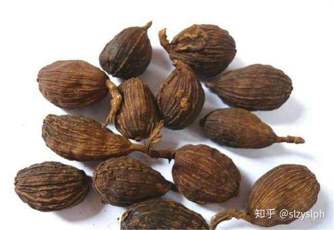 今天吃火锅吃到了这个是大烟壳吗