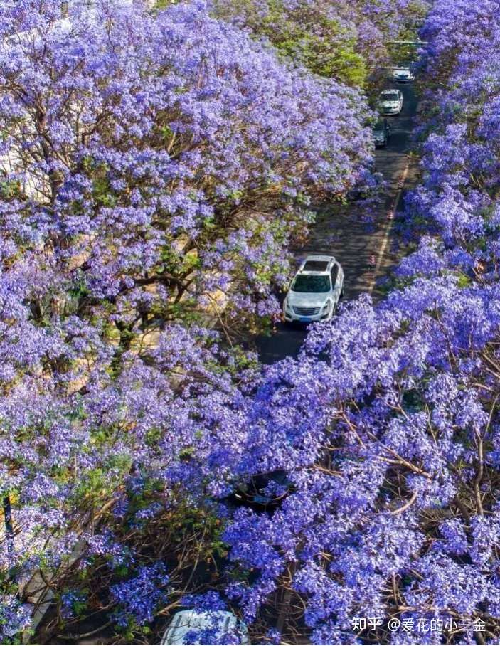 五月会开的花花 六 初夏的浪漫心动 从蓝花楹开始 知乎