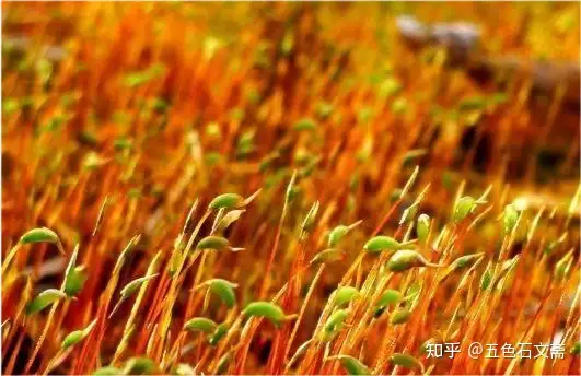 苏轼咏洋州之《过溪亭/披锦亭/禊亭/菡萏轩》赏析