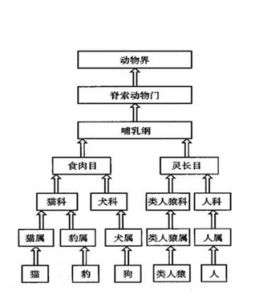 动物分类学 知乎 动物分类学 知乎