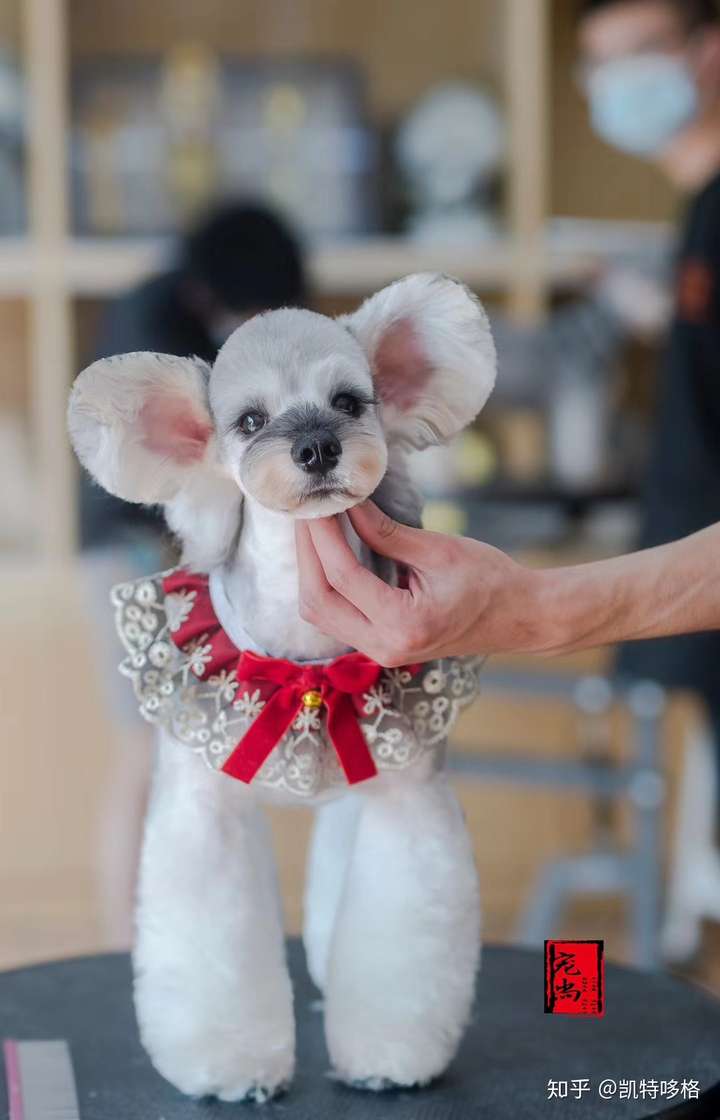 雪纳瑞萌系造型大集合 凯特哆格 一名爱逛街的宠物美容师 编辑于 07