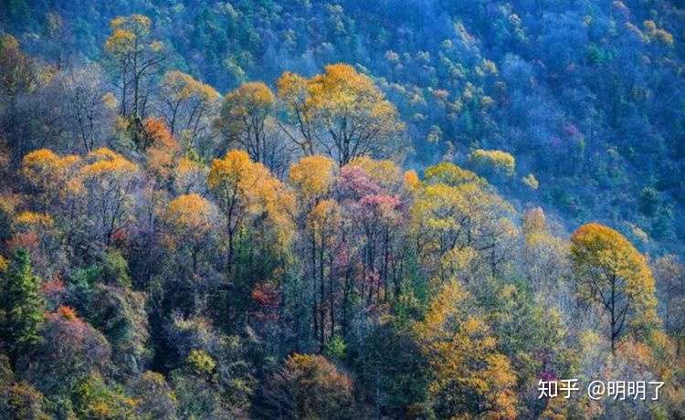 重庆秋景 红叶季 完整版上线 这份攻略请收好 知乎