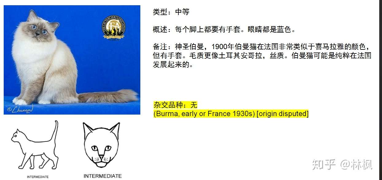 世面能看到的所有纯种猫简介 知乎