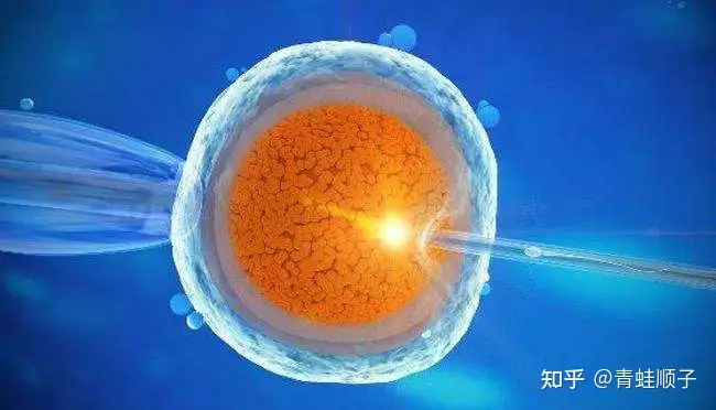 成都做三代试管多少钱（中国正规的助孕机构：人工授精和试管婴儿的区别）