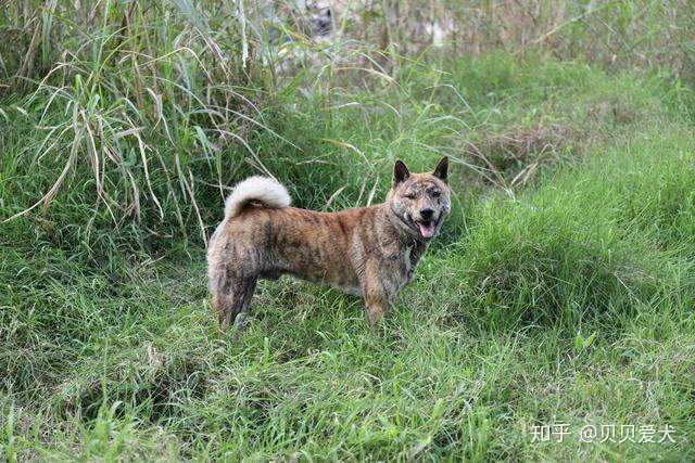 中国六大优秀 神犬 一点都不比洋狗差 有你正在养的吗 知乎