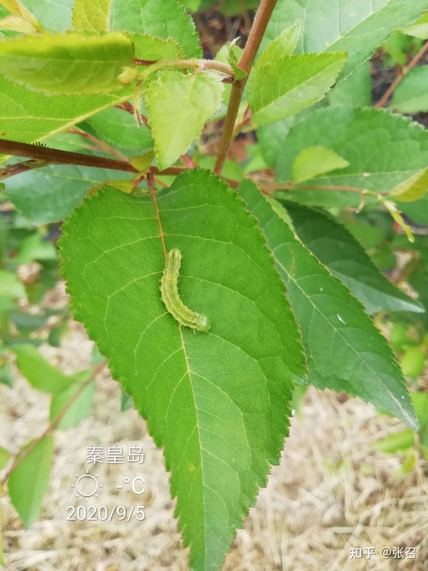 聊聊我们樱桃园的杀虫 知乎