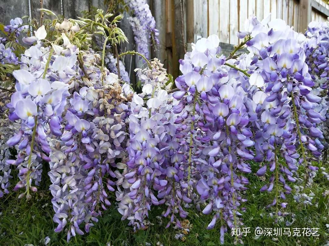 花艺学校 这些 毒花 盛放 严重可致丧命 花粉需谨慎 第三弹 知乎