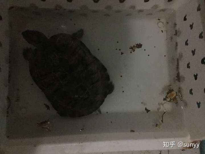 今天有人送了男友一隻烏龜 想問一下是什麼品種 買什麼糧比較好?