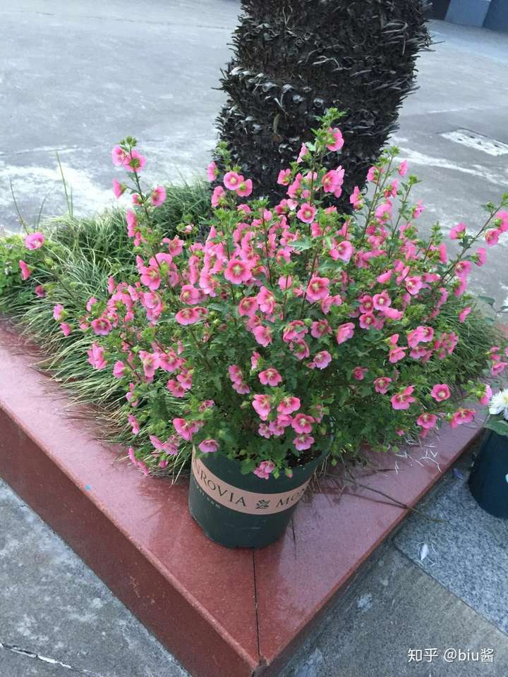 有哪些成株低矮的植物可以养(最好是木本,不要多肉)?