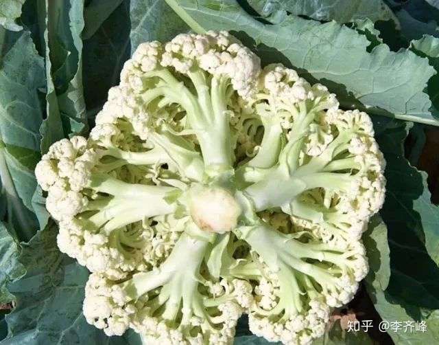 松花菜一次栽植多茬收获种植技术 知乎