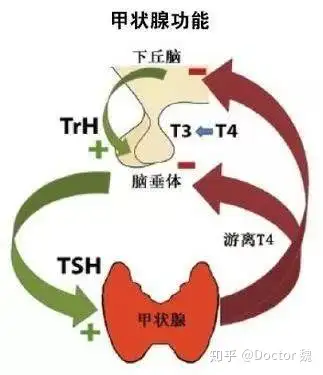 甲減能不能徹底治療詳解甲減能徹底治癒嗎