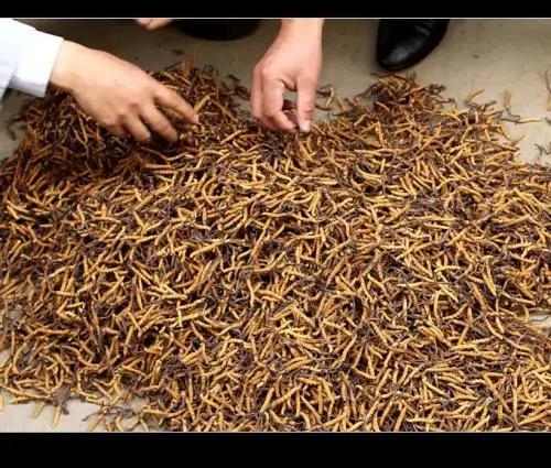 2020年拉萨虫草批发市场冬虫夏草行情稳中略涨，青海西宁虫草供应价格平稳！