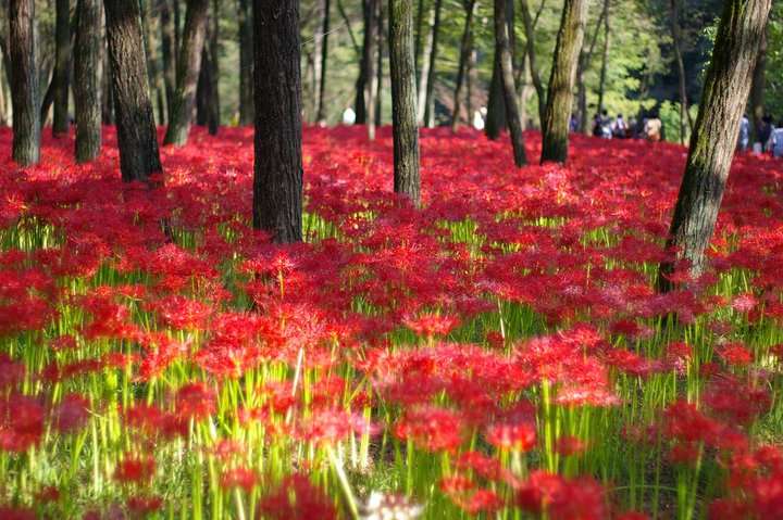 彼岸花与曼珠沙华 花叶永不相见的悲情究竟是什么 知乎