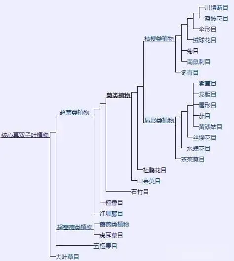 植物界全系列】双子叶植物纲—菊目- 知乎