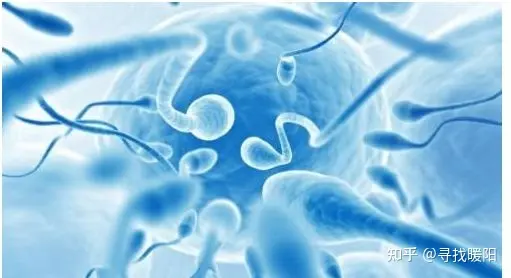 正常胚胎的受精过程,多精入卵的原因解析- 知乎