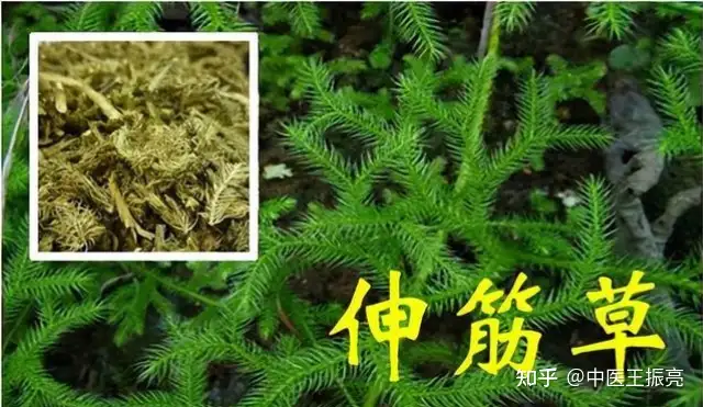 燃爆了（什么草對(duì)風(fēng)濕有作用）什么草草藥治風(fēng)濕，不起眼的小草，卻能除風(fēng)祛濕的一把好手，更是全身關(guān)節(jié)疼痛的克星，豹紋單鞋，