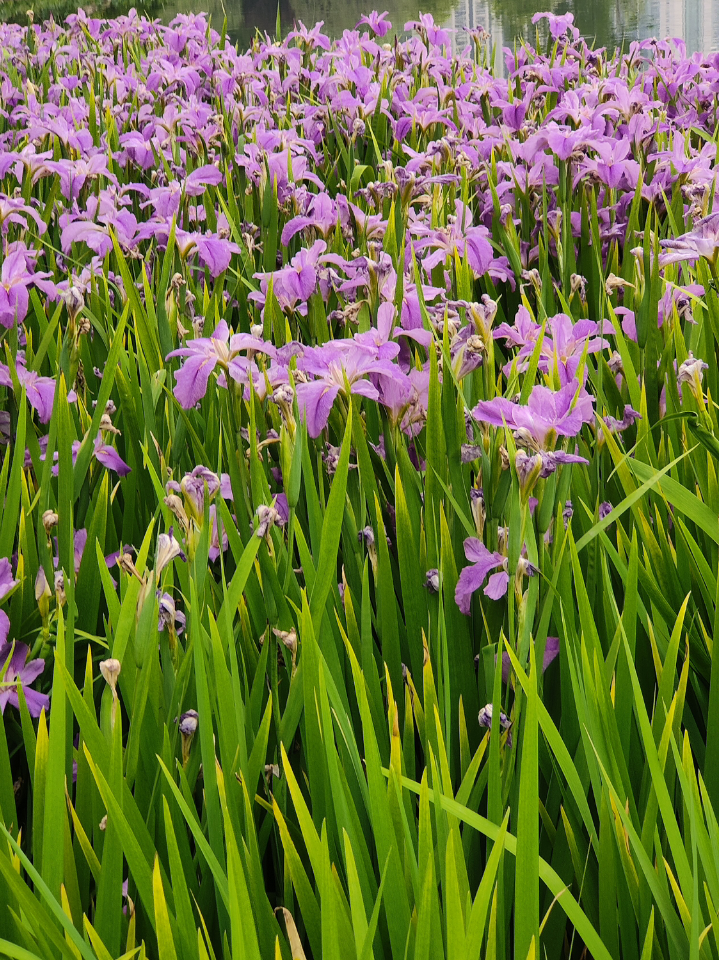 城市使行者 的想法: 凌波仙子 | 远远望去纤纤玉体随风摇曳,… - 知乎