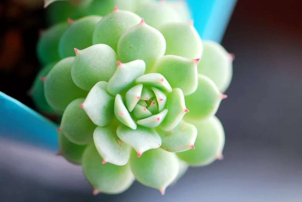 13种高颜值易养入门多肉推荐 赶紧抄作业 知乎