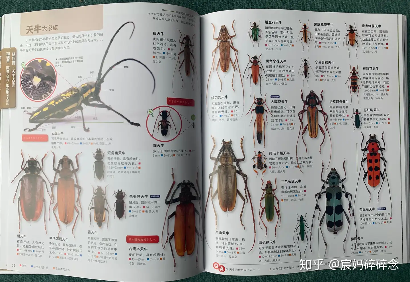 駿河の昆虫（静岡昆虫同好会会誌）40～152号 欠号あり 蝶・蛾 