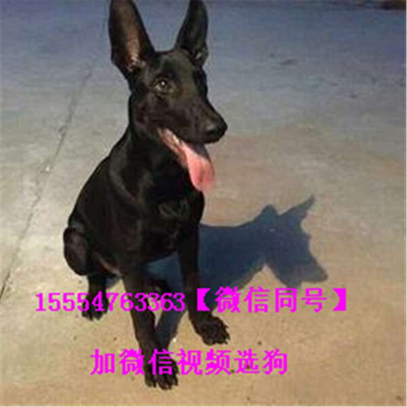 黑狼犬价格 黑狼幼犬价格 知乎